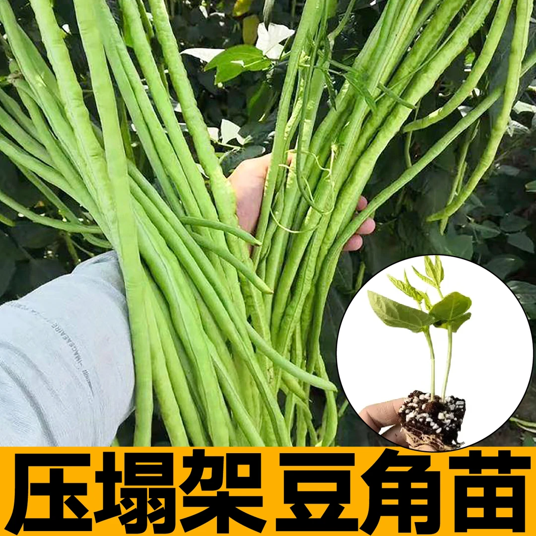 压塌架豆角苗秧带土球红绿豇豆种子四季春秋盆栽摘不败南北方搭架