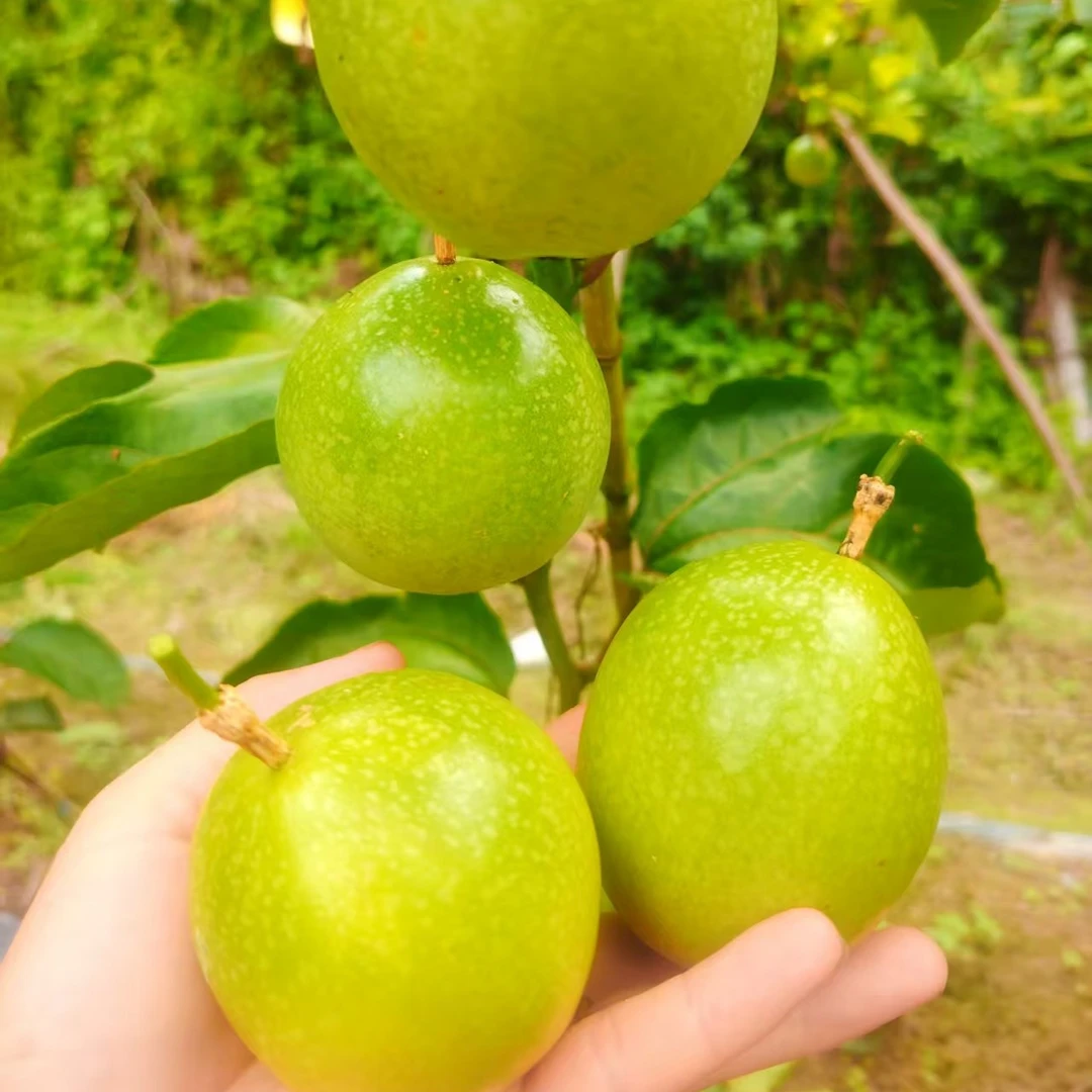 贵州村超胜地榕江高山黄金百香果烧鸡