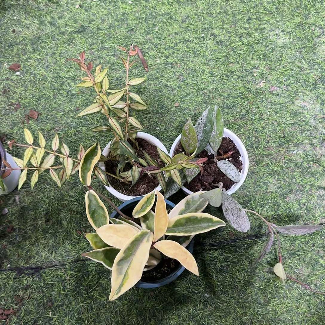 无花朵贝拉内锦➕克林克外锦➕高斑073