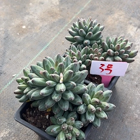 枫***叶3一卡带盆2个带盆