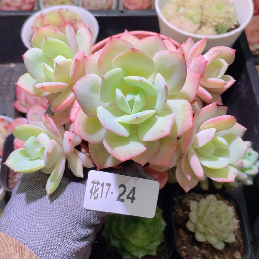 花利美17-24恋曲