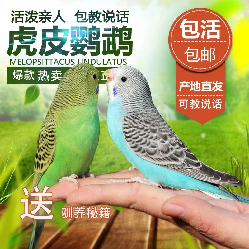 鹦鹉观赏鸟鹦鹉运输包邮活鸟活物鹦鹉宠物活体鸟学说话鸟类虎皮