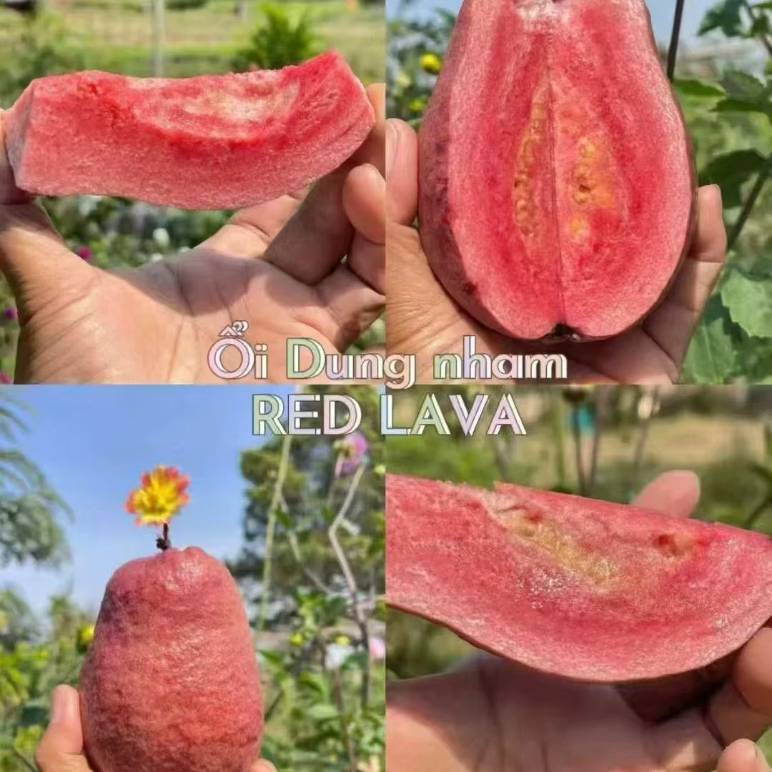 四季紫叶番石榴果树苗带土带叶发货可盆栽地栽