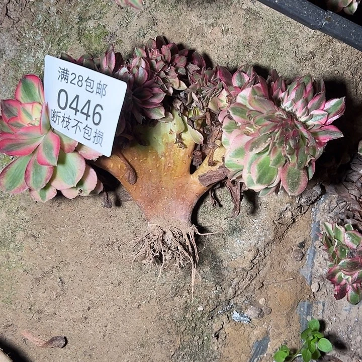 0446荔枝缀多肉植物