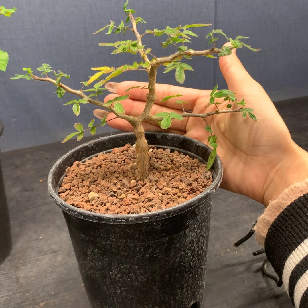 滔天橄榄实生实生