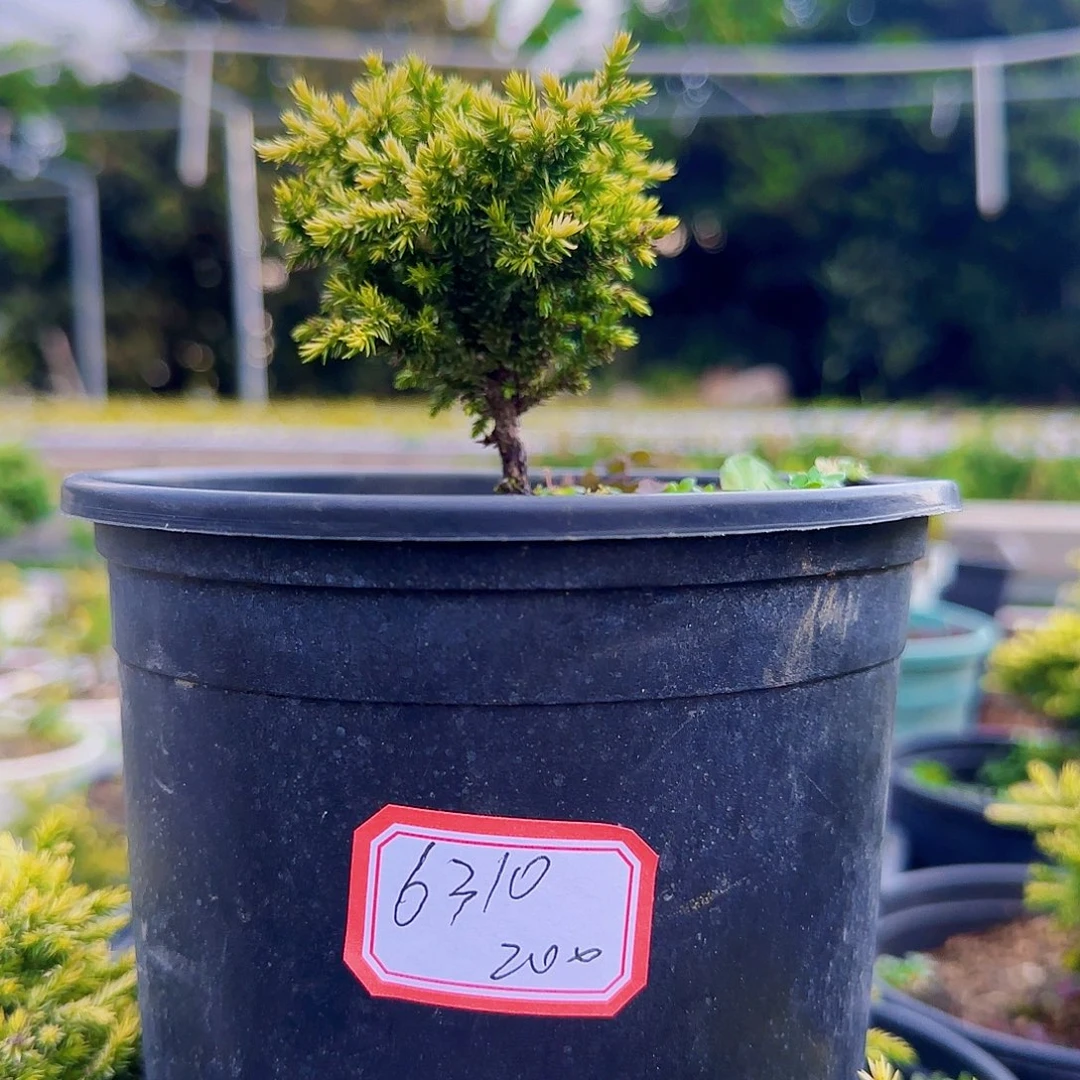 粤***人无花朵初雪八房杉