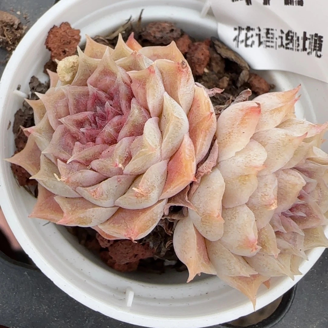 花语逸镜0223-472