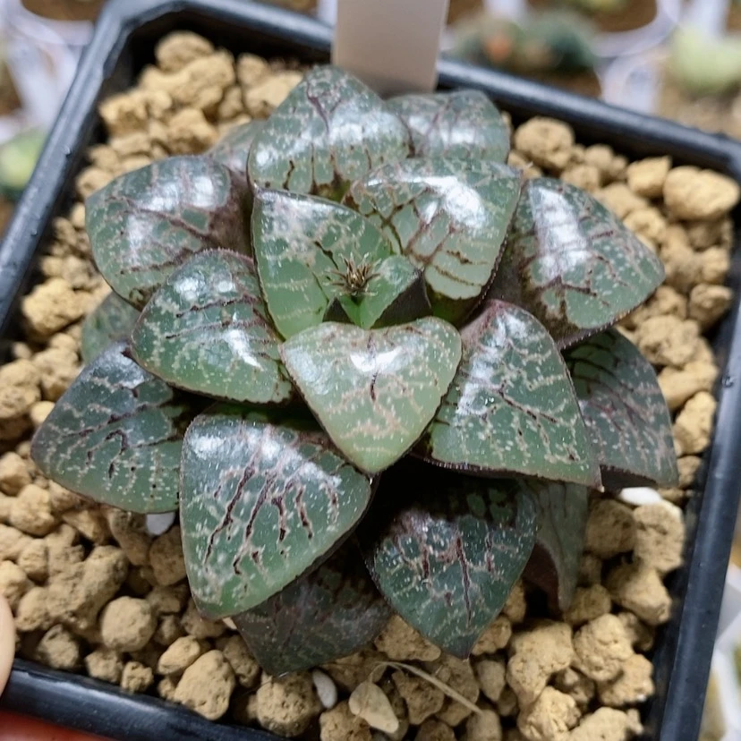 【闪购商品】111瞳