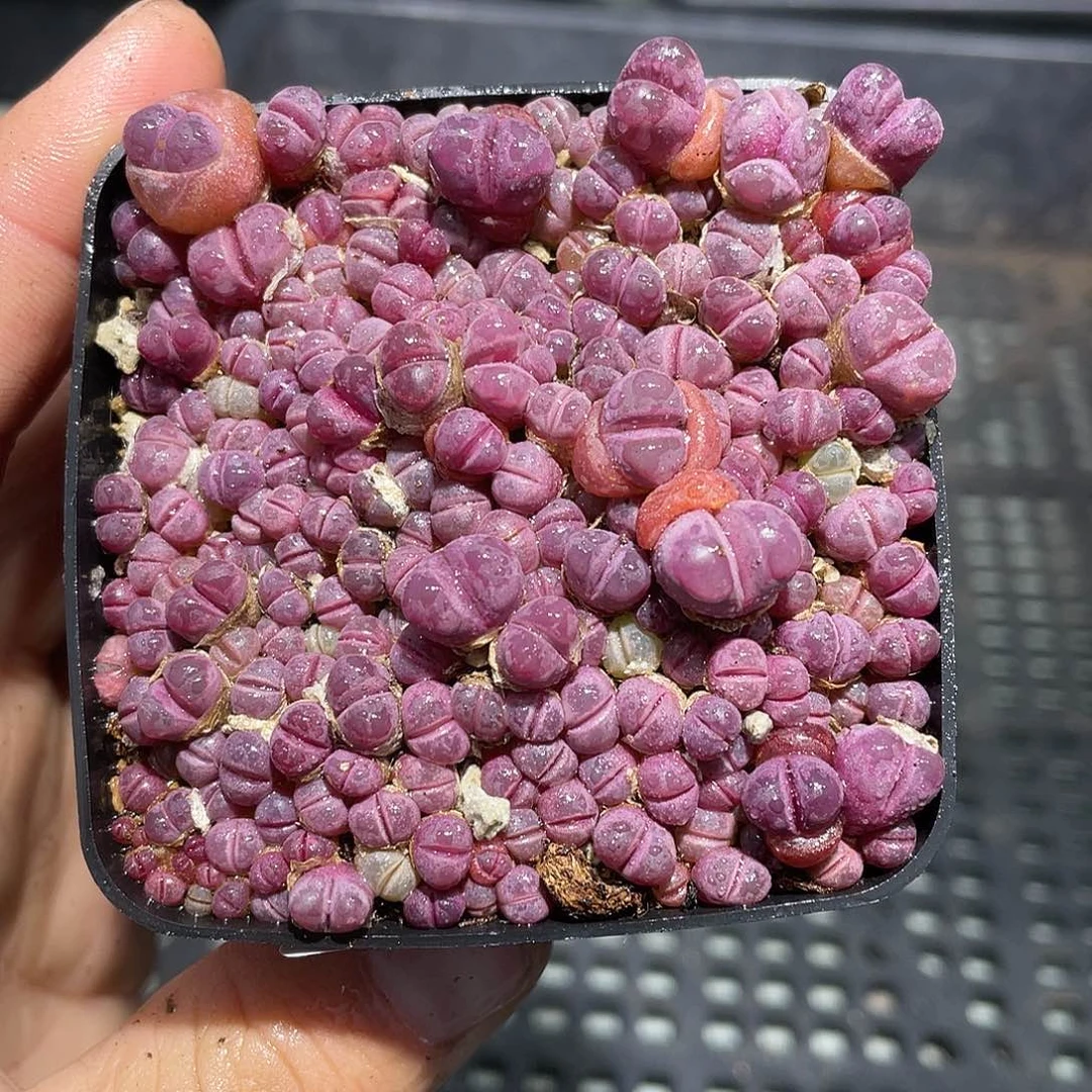 92当天凑满十八元包邮生石花