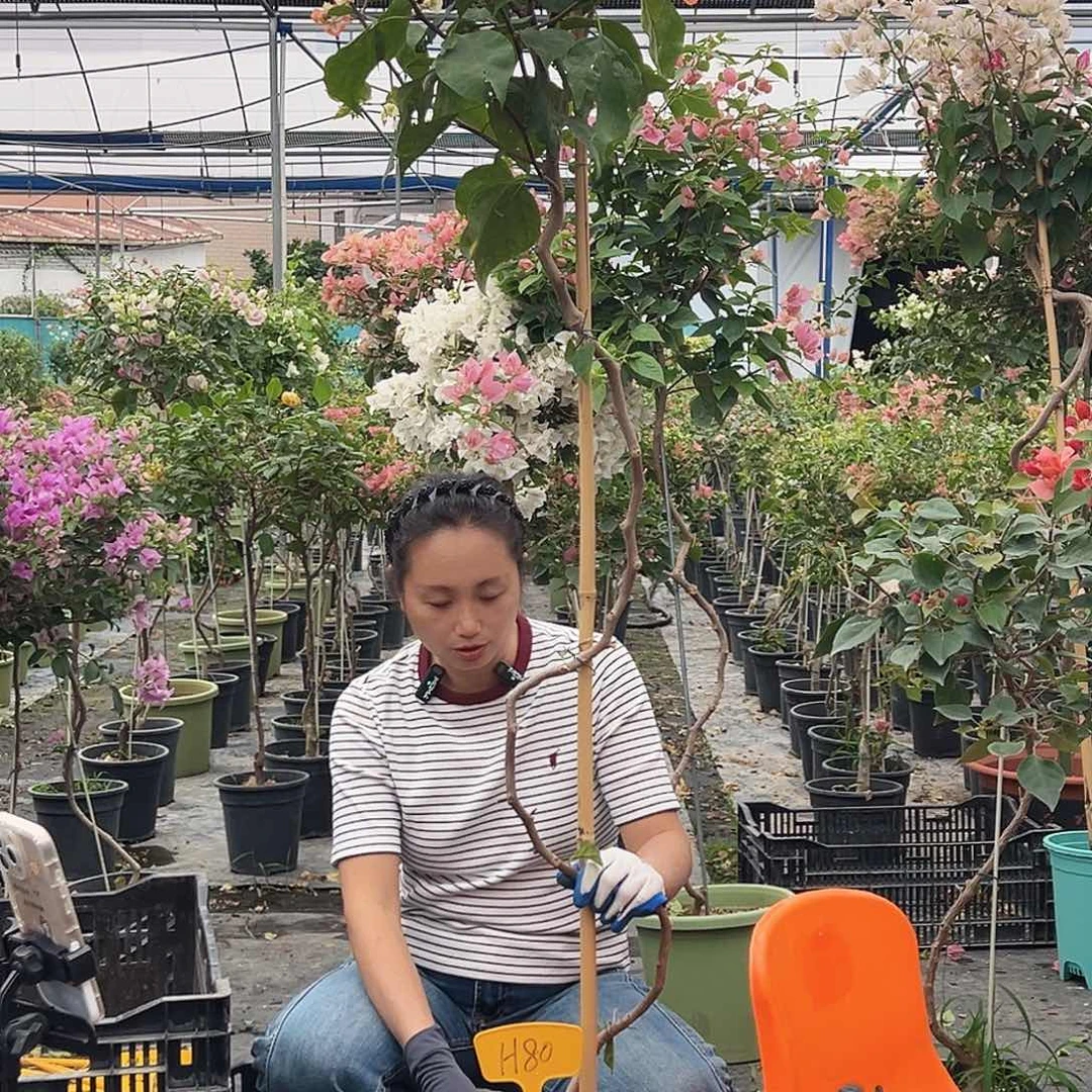 小***点大部分花苞少量开放H80橙口红