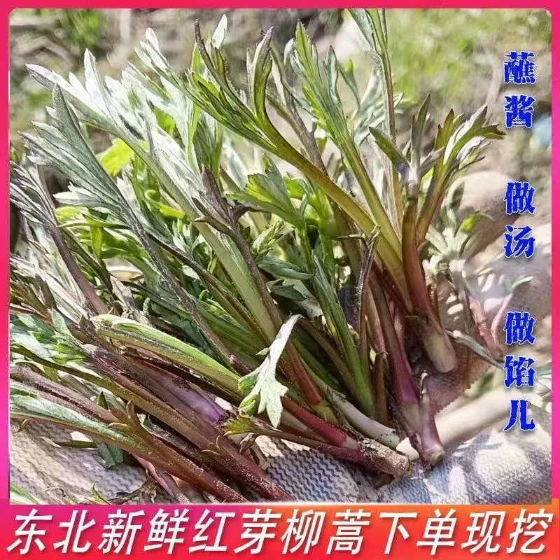 新鲜东北柳蒿芽菜可做蘸酱菜
