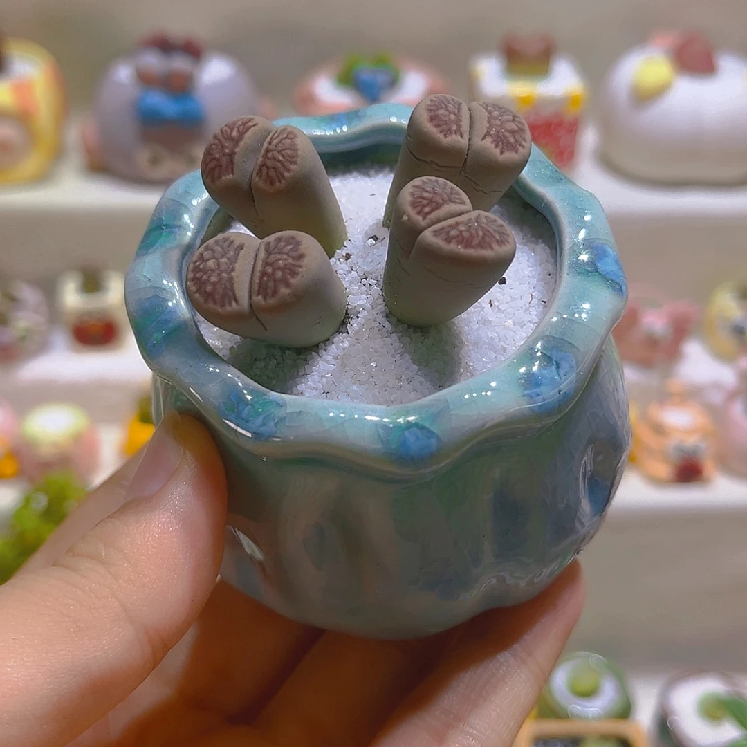 013四头生石花带盆带土