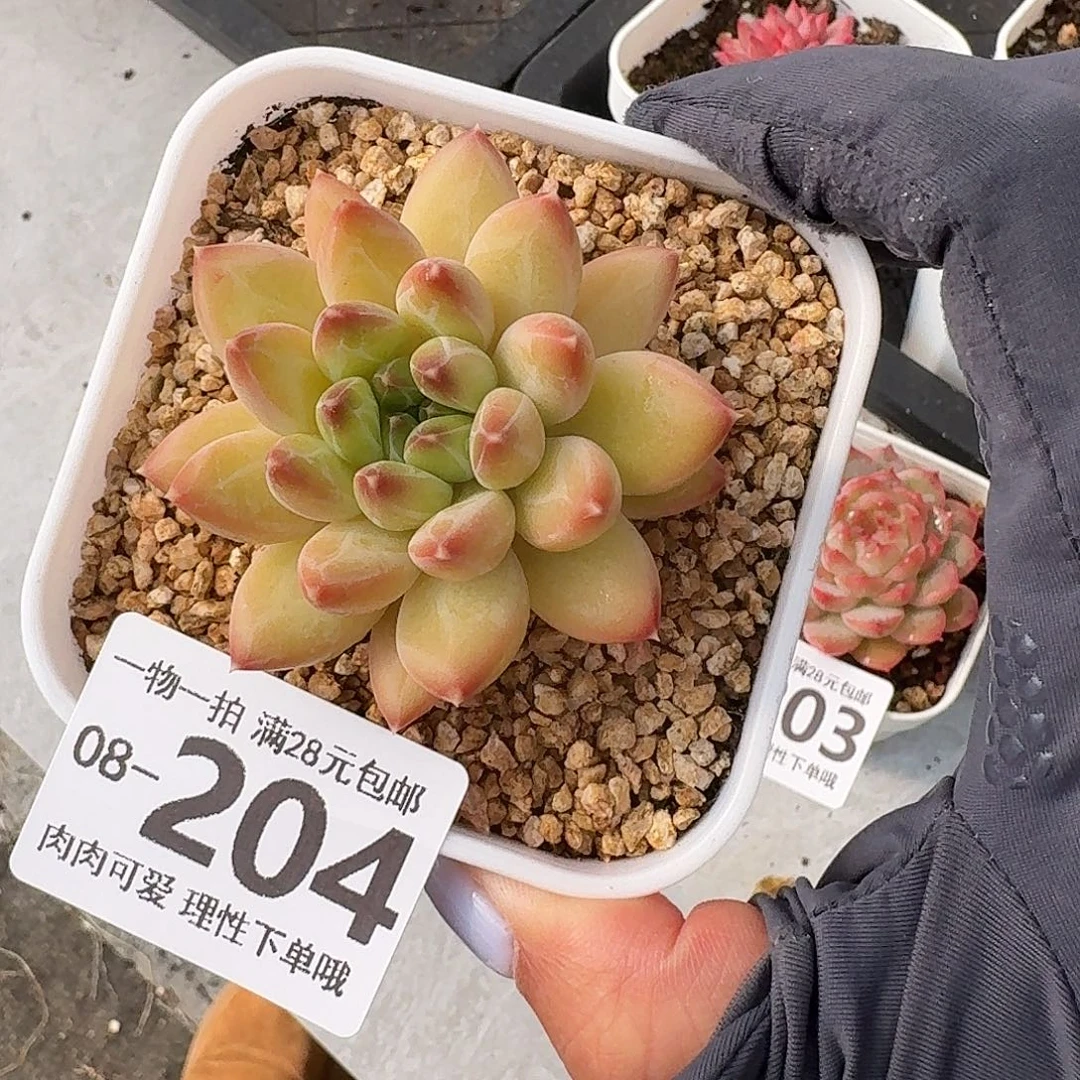 胖体青花瓷无盆无发货