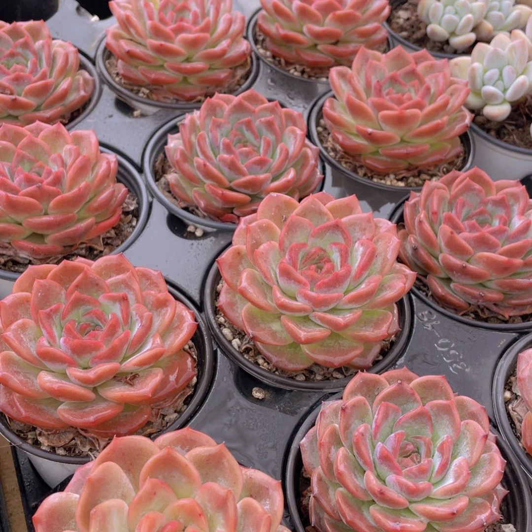 1258号 紫琥珀大单头一个