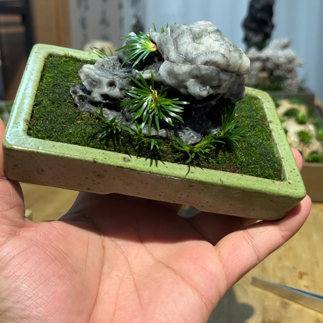 向***S紫砂花盆➕附石菖蒲