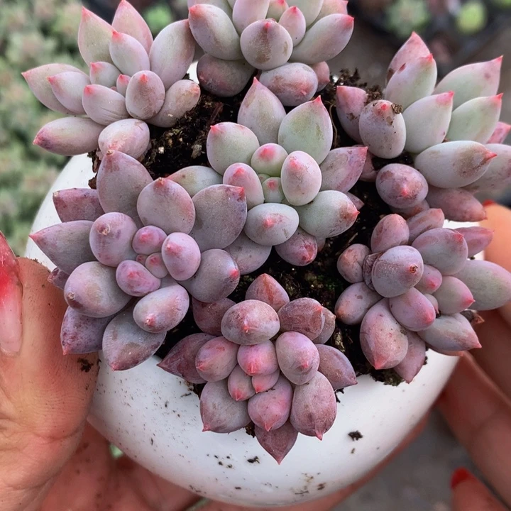 车厘子小  （满9.99包邮不满9.99发叶子）