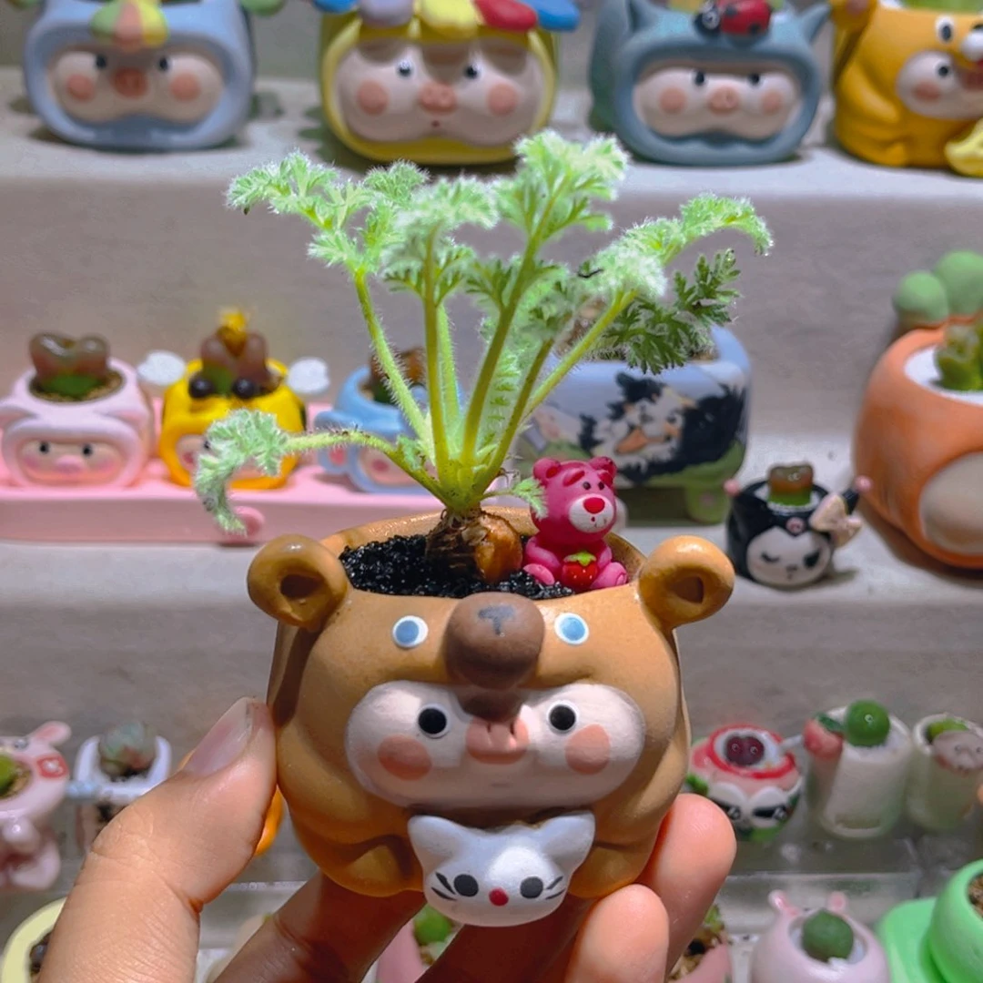 042羽叶洋葵带盆土一套48