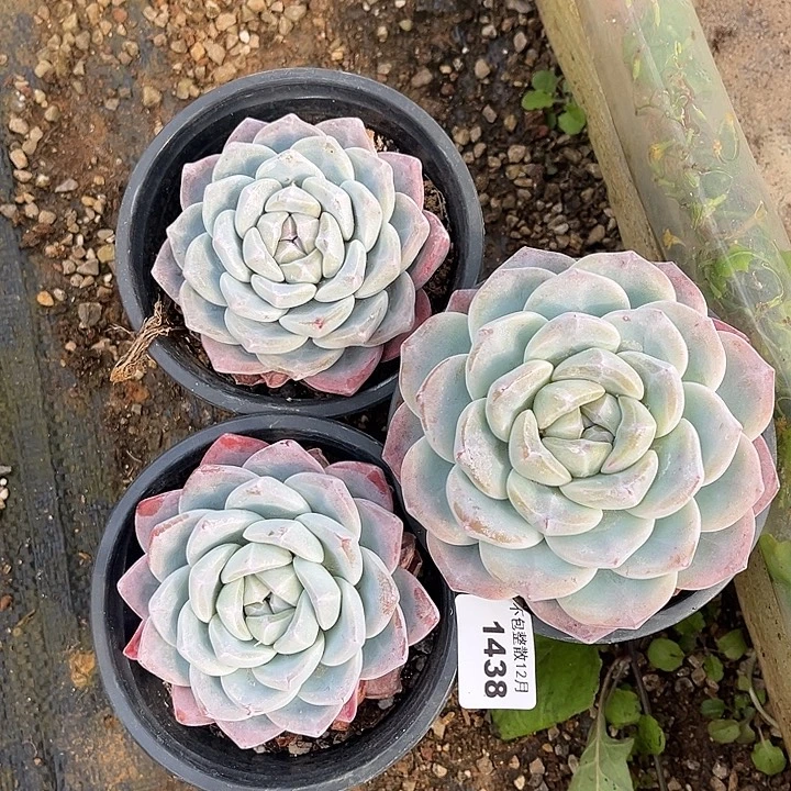 阿雅园艺。     1438