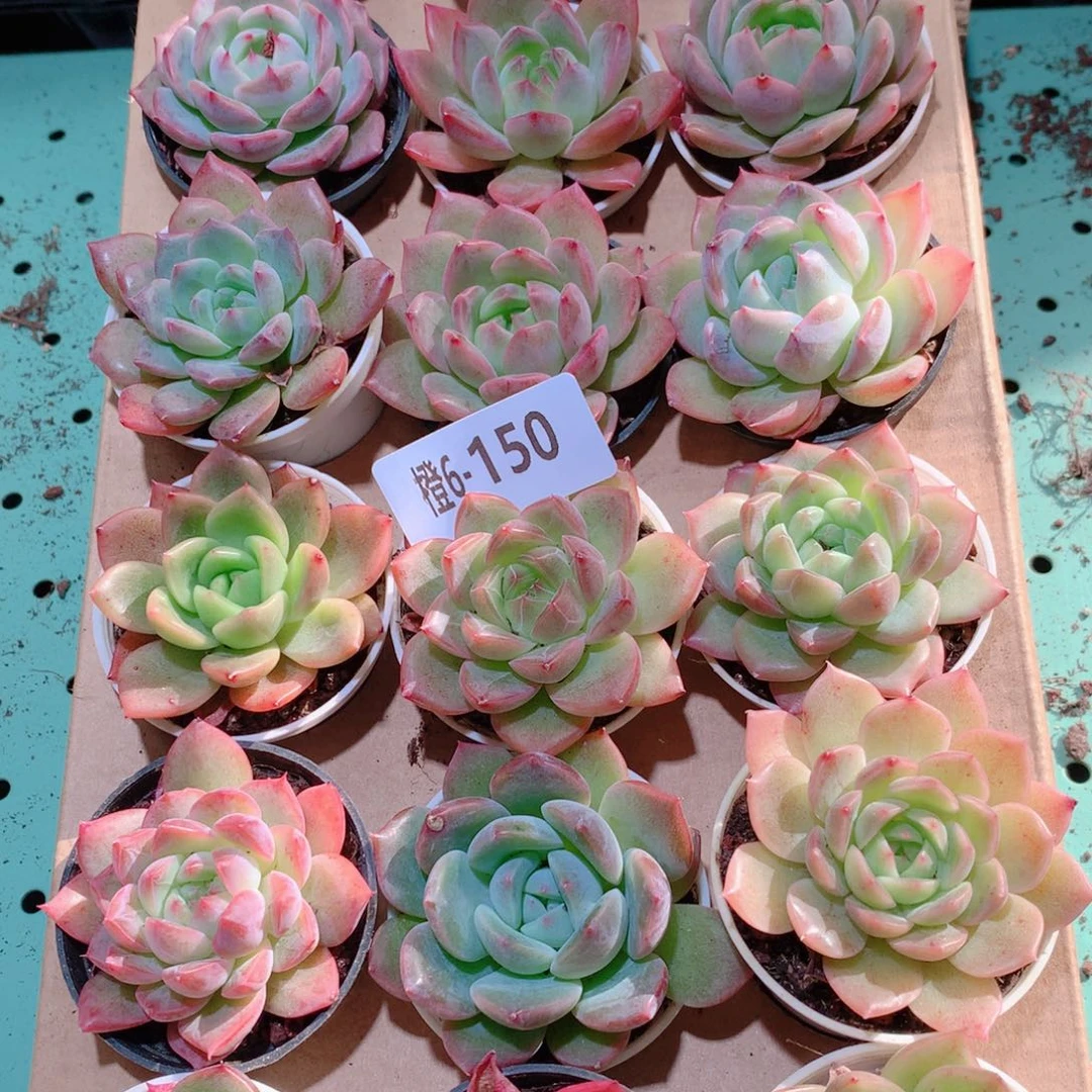 6-150一物一拍多肉带盆18颗