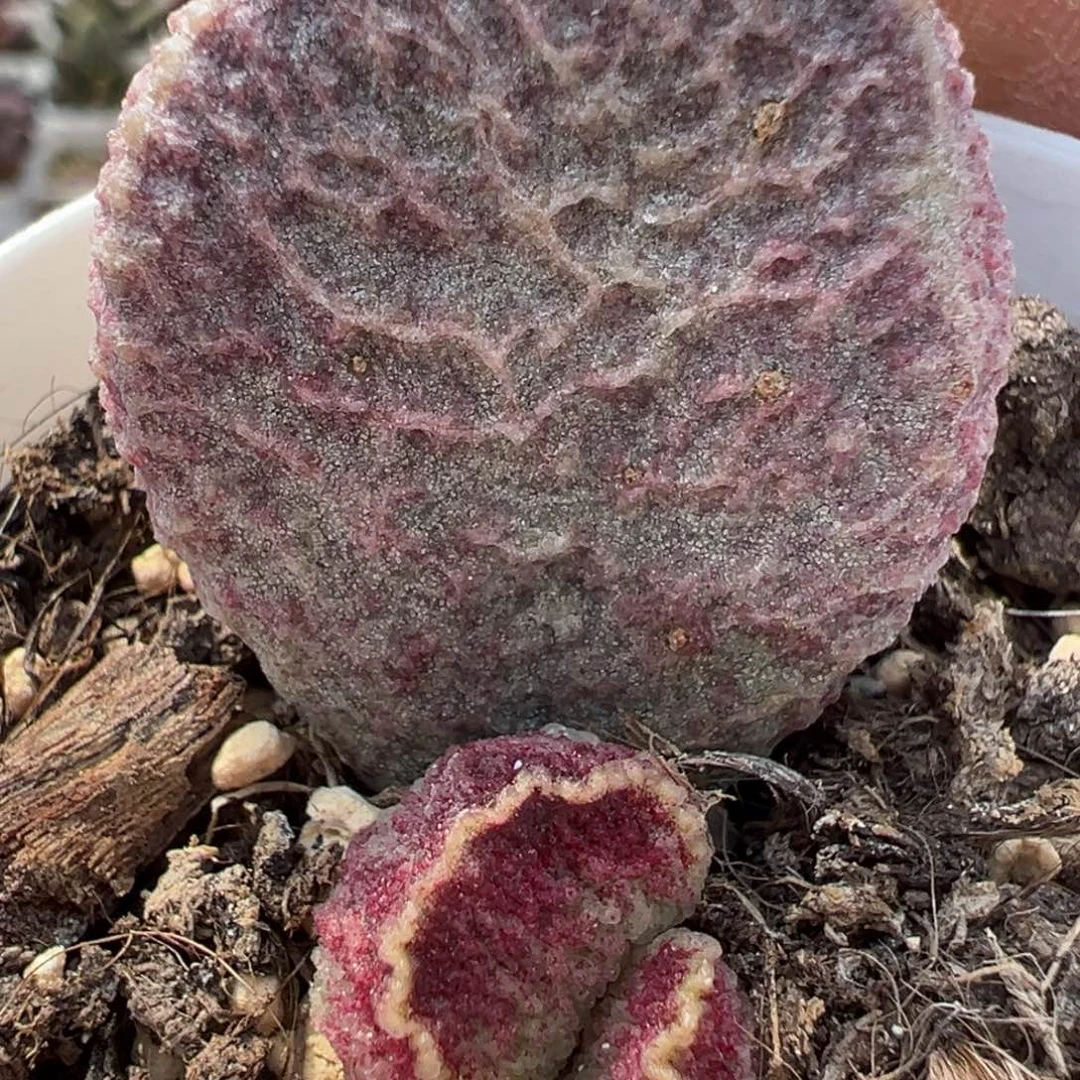 哈默猪肝多肉植物水泡