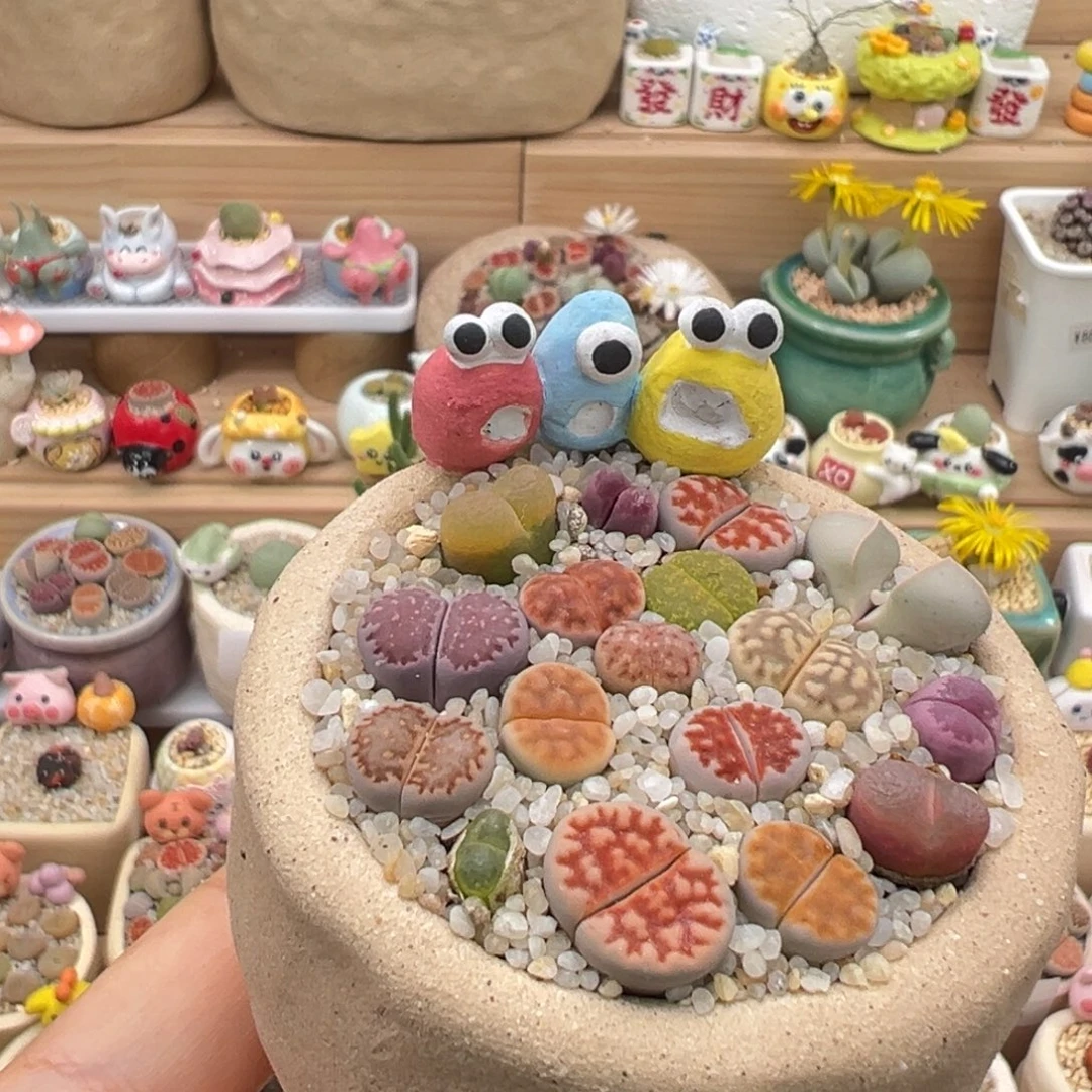 多肉植物79号彩色