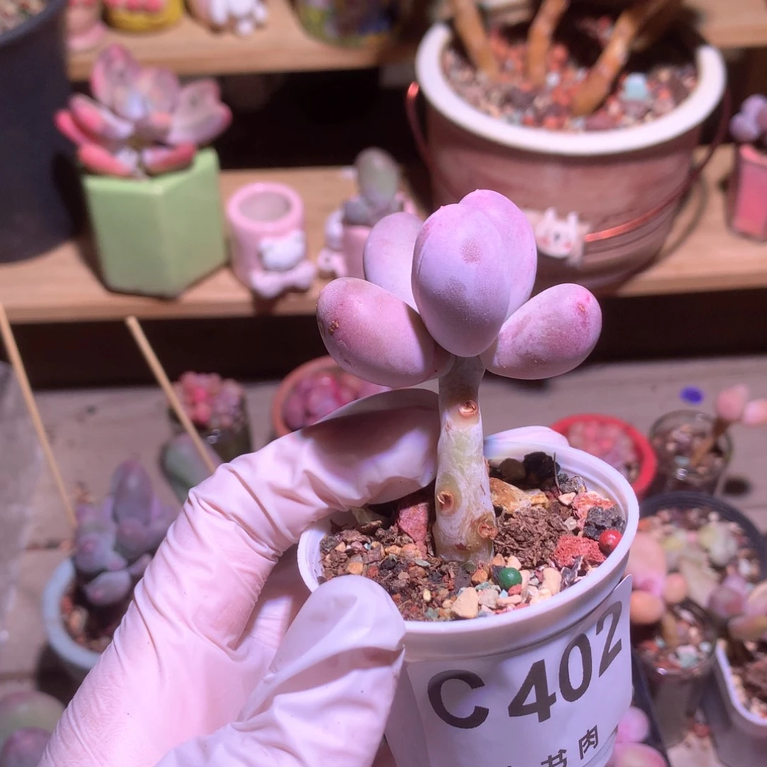 402 ，米可奶酪多肉你米可奶