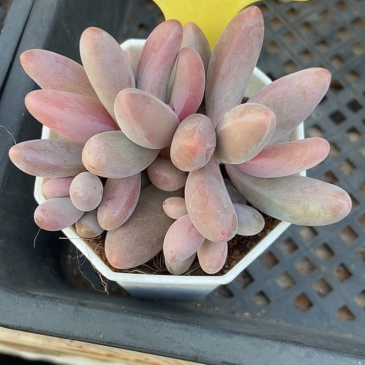 多肉植物红手指6114