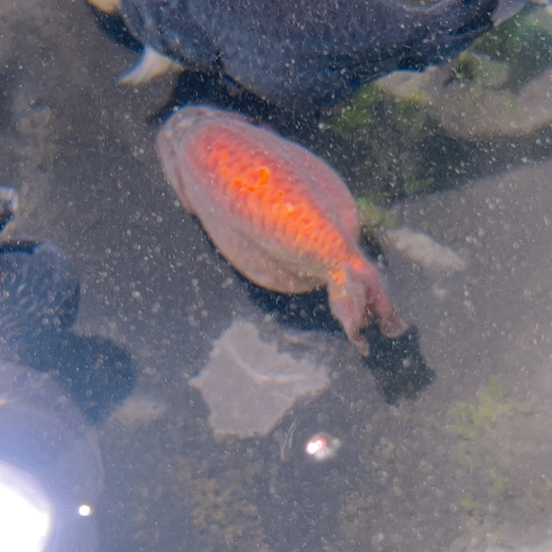 海水鱼兰寿基地兰寿金鱼