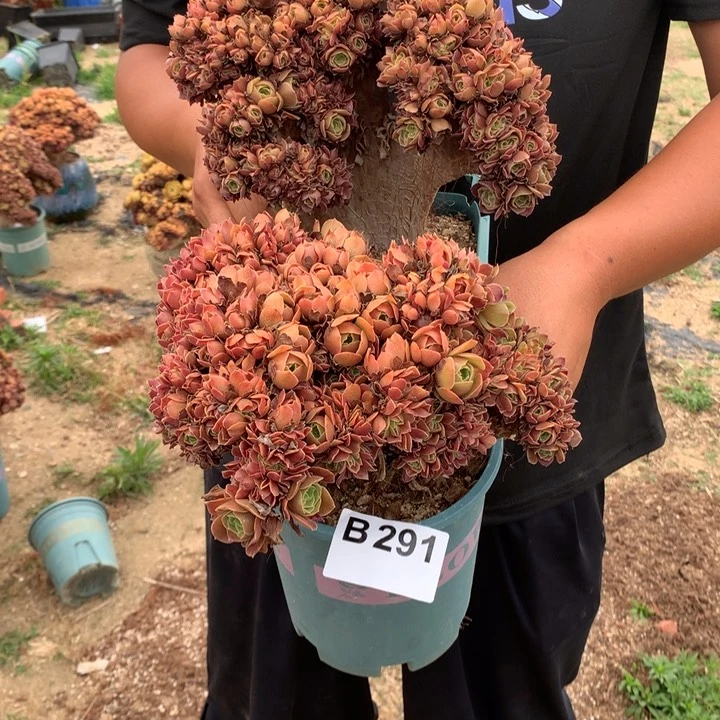 291号玫瑰朵朵两个一起