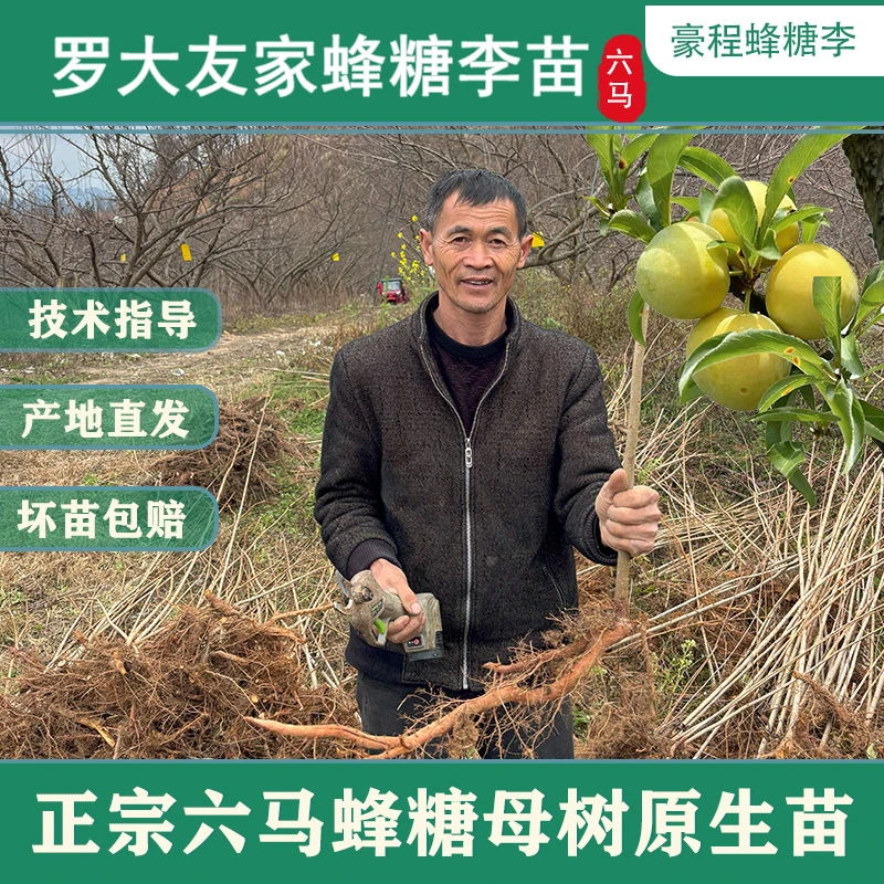 贵州六马正宗原产地蜂糖李原生苗镇宁蜂糖李苗六马蜂糖李盆栽裸根