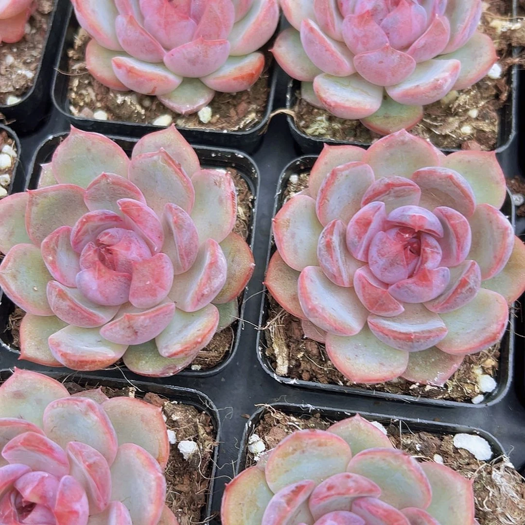 蓝莓19包邮多肉植物