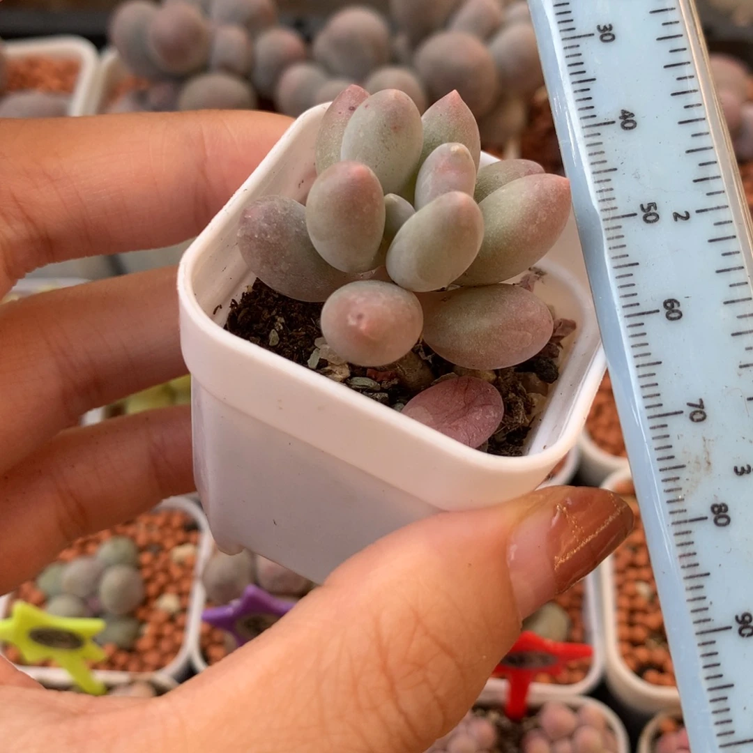 汤圆 不凑满28元发一片叶 不售后 到付