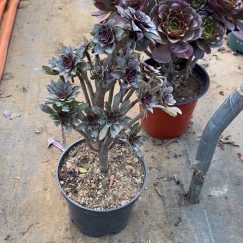 灰豆断枝30多肉植物法师