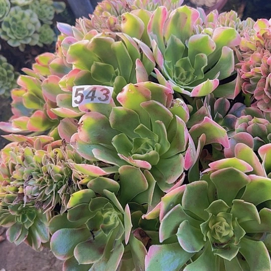 张***姐多肉植物一个香非