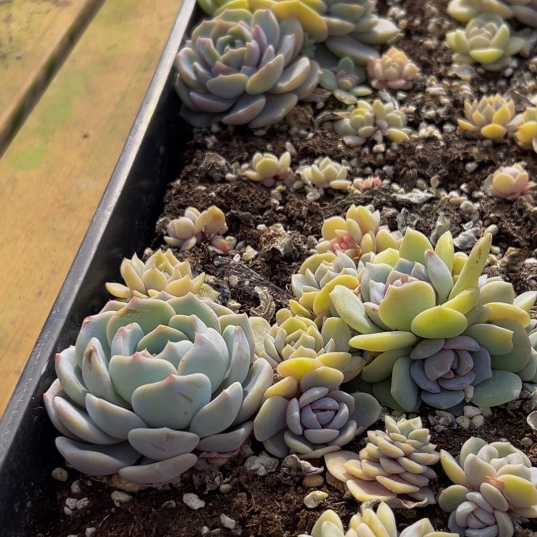 718多肉葡萄的价格是多少