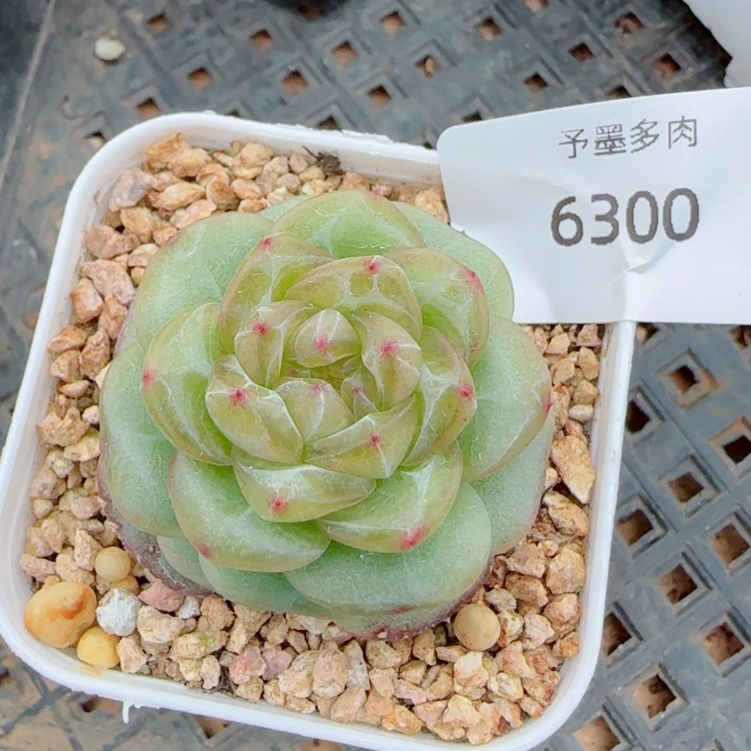 绿意时光，6300多肉植物
