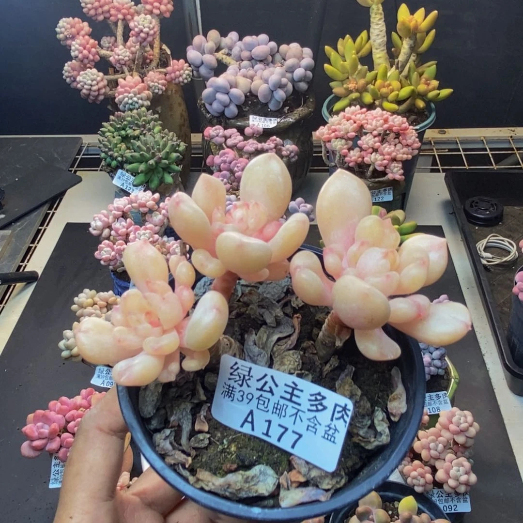 177比尔盖茨多肉7c m