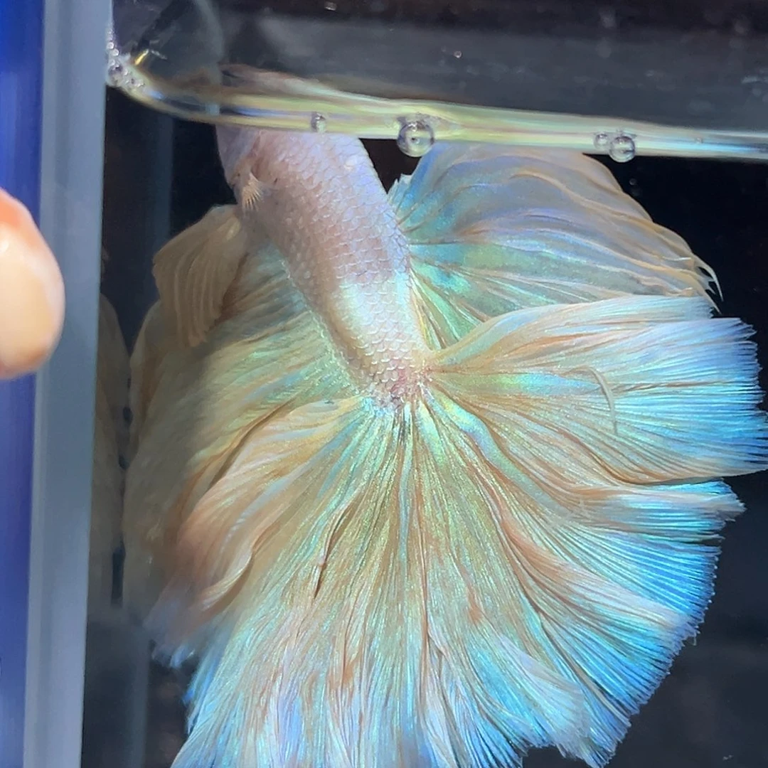 斗鱼18号破价清一些鱼