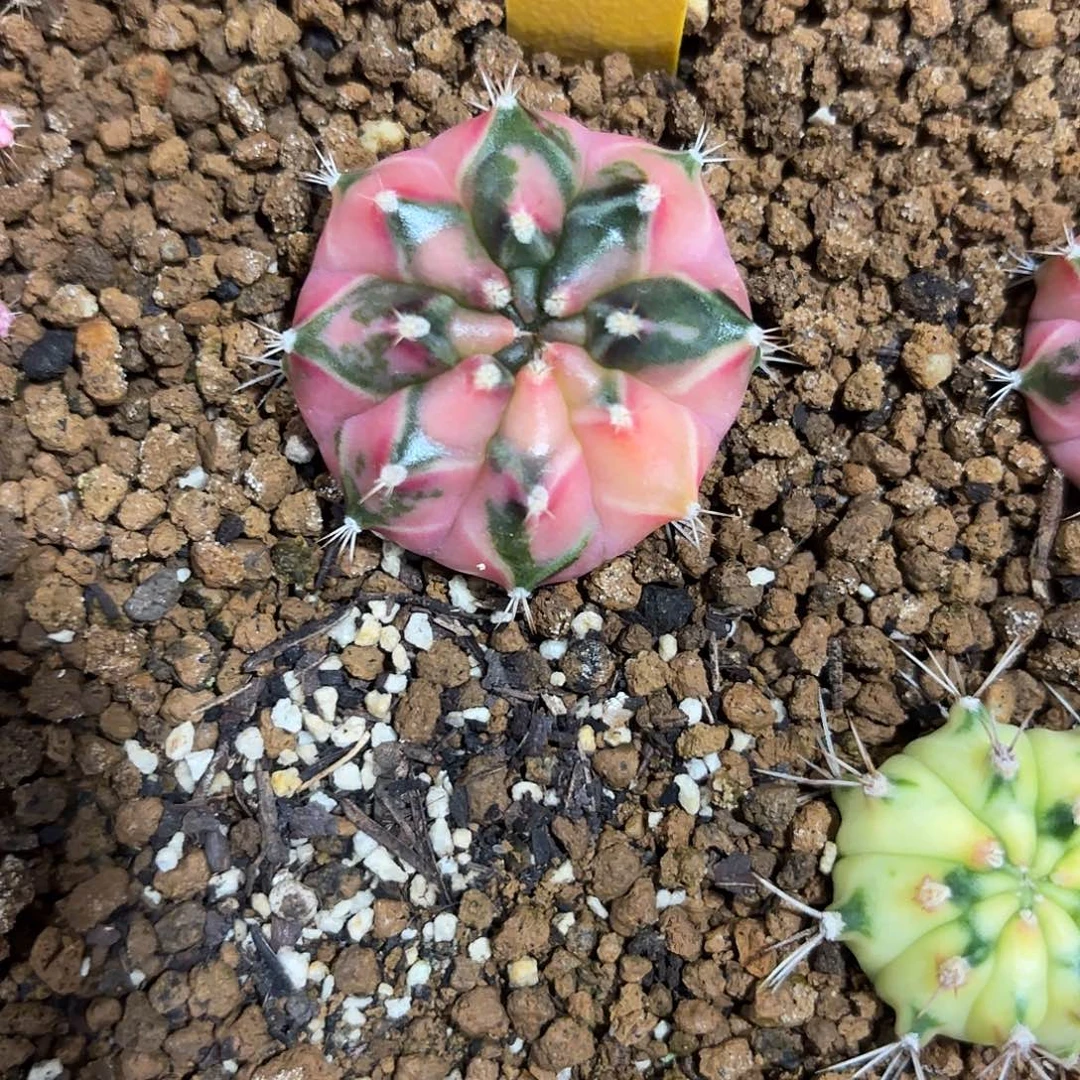 249-1119泰国发货多肉