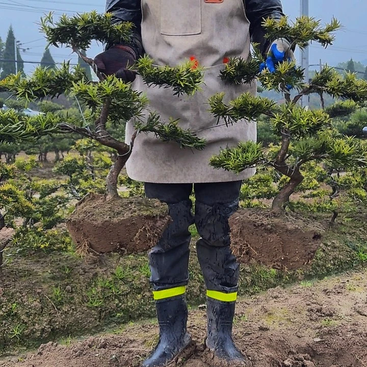 无花朵罗汉松高度50厘米左右包邮