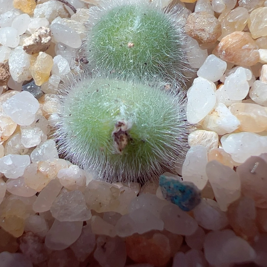 1228-135当然的当然