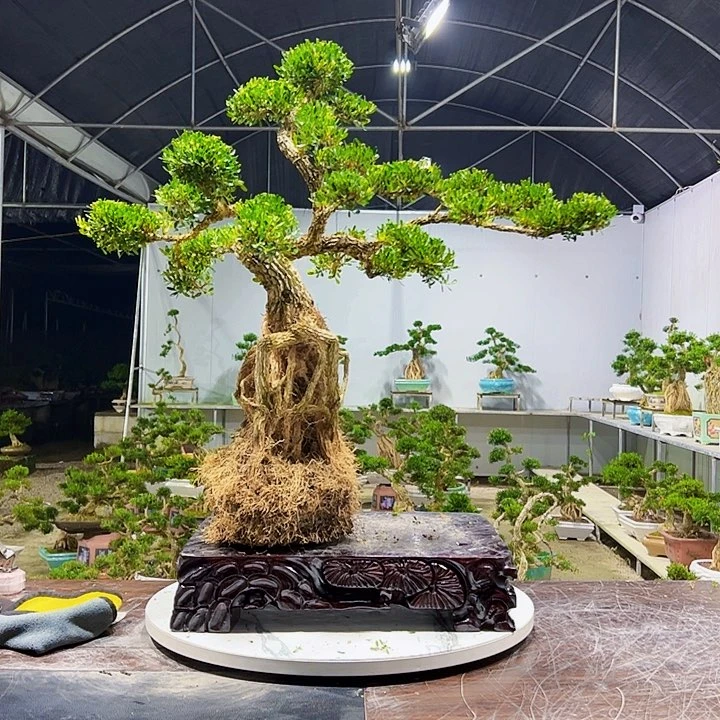 完全开放黄杨室内室外好养