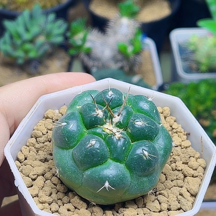 无刺象牙丸自根球4公分