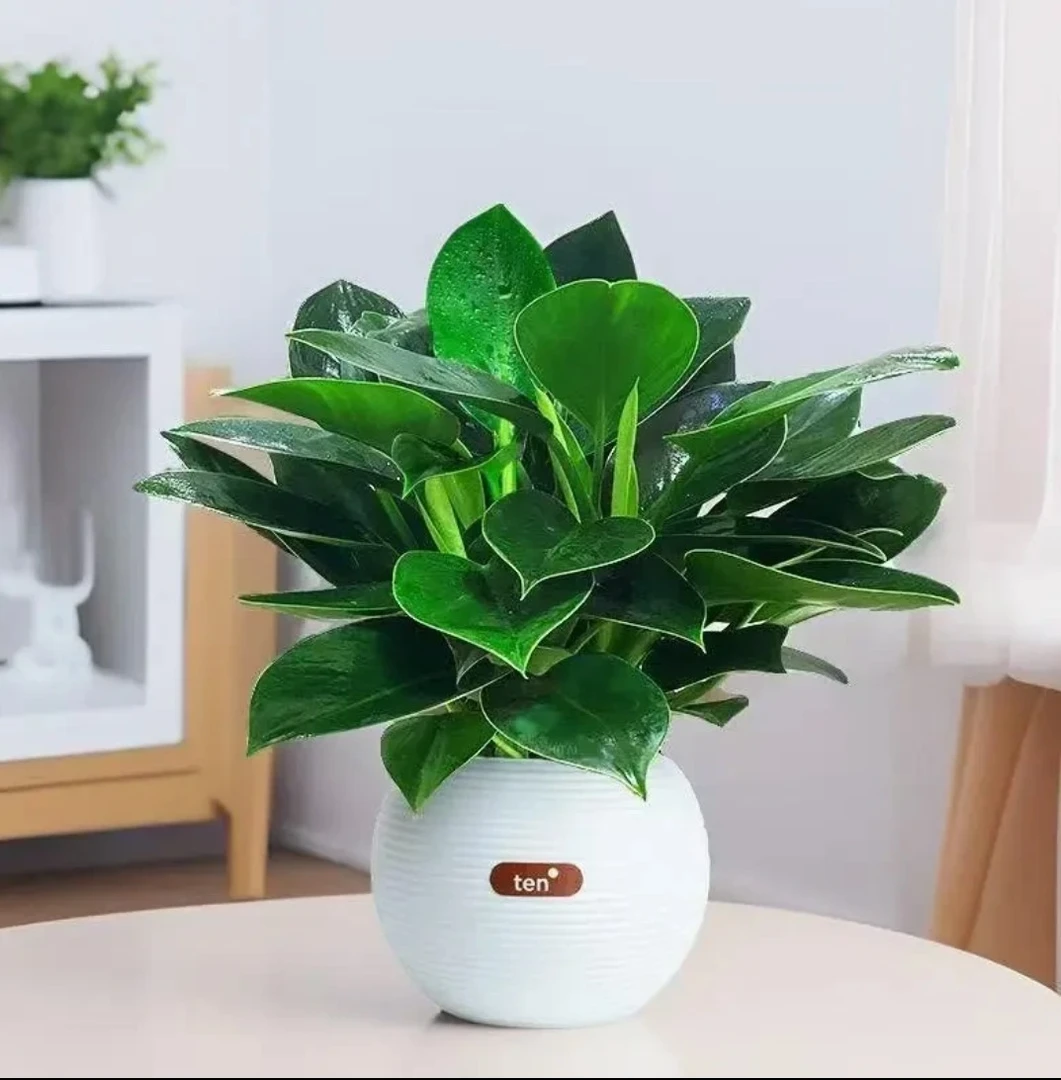【净化空气】金钻绿公主盆栽室内绿植美观好养易活吸甲醛植物送花盆