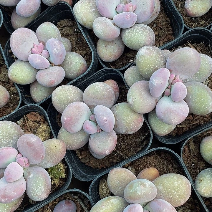 大单头桃美人带盆土