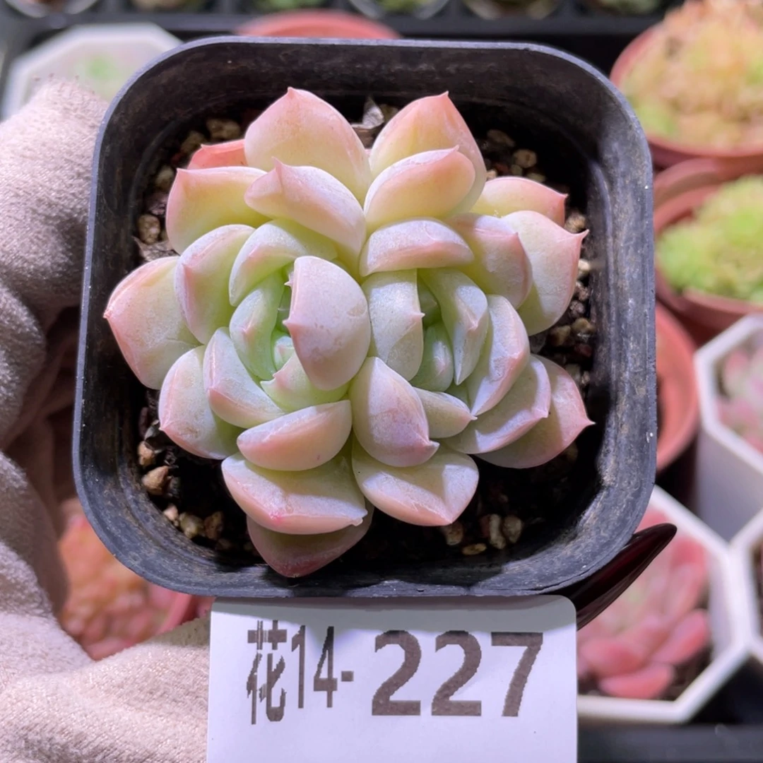 花利美14-227新品