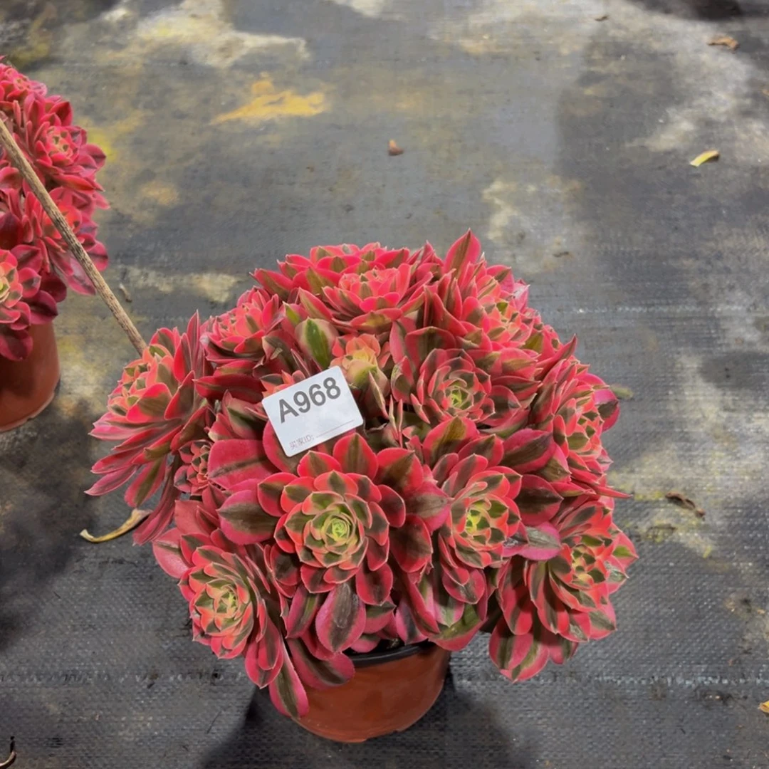 墨*968粉女巫法师，多肉植物