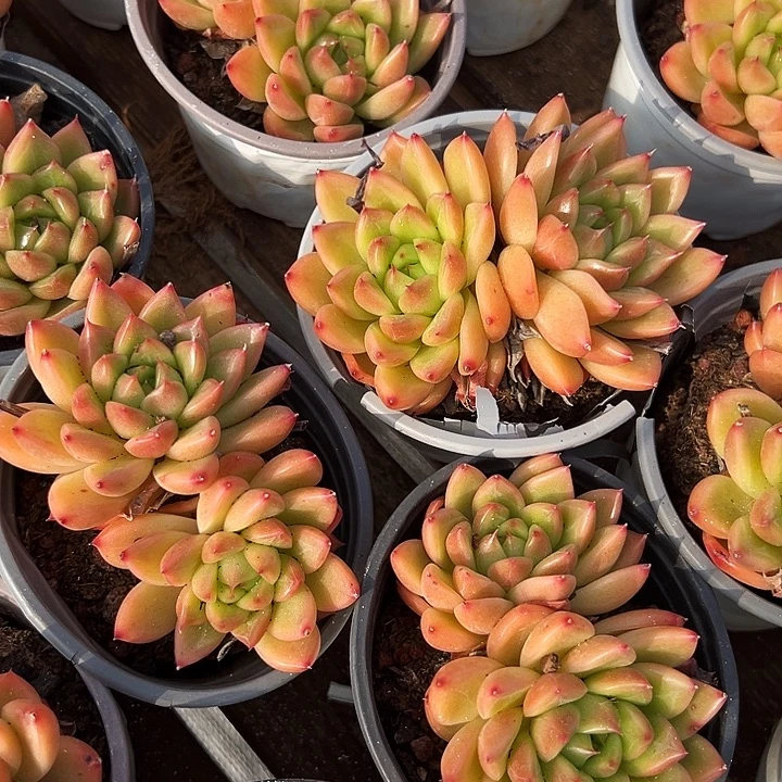 两头      星空珍妮