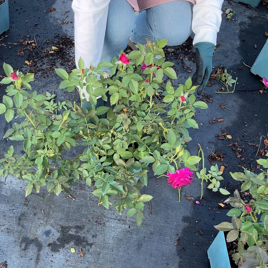 玫瑰半岛紫茸1.5加仑扦插