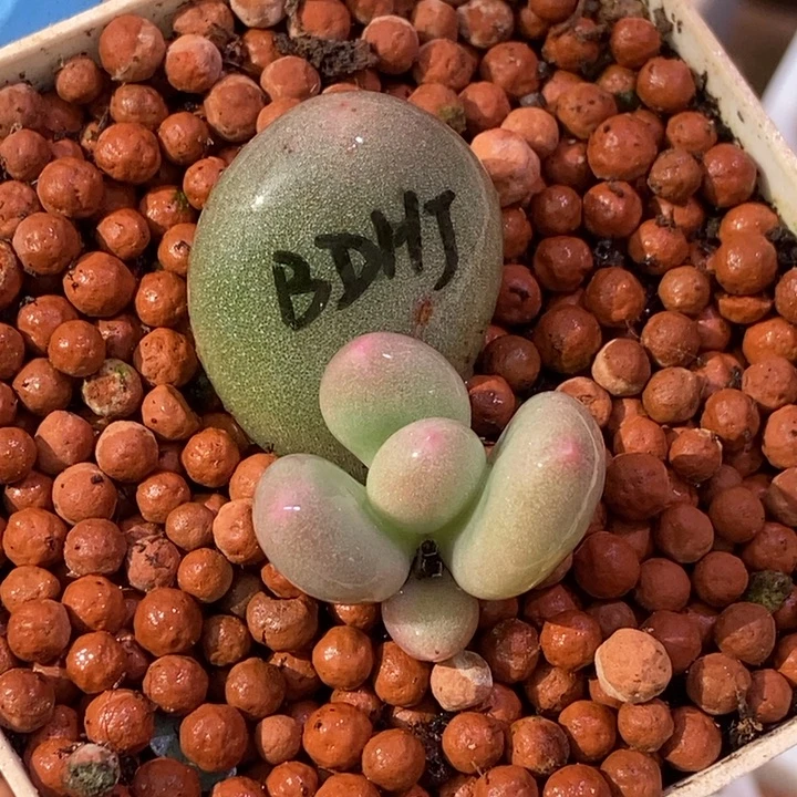 瓷白蛋黄奶酪多肉